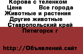 Корова с теленком › Цена ­ 69 - Все города Животные и растения » Другие животные   . Ставропольский край,Пятигорск г.